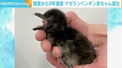 すみだ水族館開業から9年連続 「マゼランペンギン」の赤ちゃん誕生