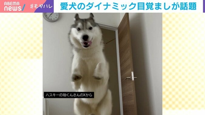 シベリアンハスキーの珀くん（2歳）