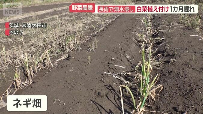 原型を残していないネギ