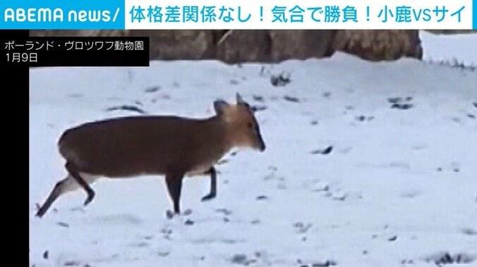 ポーランド・ヴロツワフ動物園