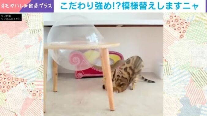 猫のリンちゃん