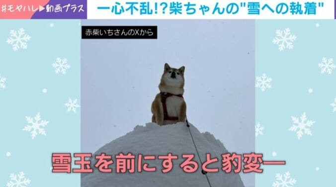 柴犬のいちちゃん