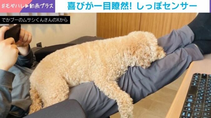 トイプードルのムサシくん