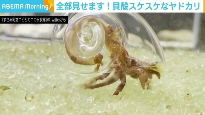 中身がスケスケの“クリスタルヤドカリ”に“Uつぼ”！ ユニークさが際立つ「エビとカニの水族館」のツイート 1枚目