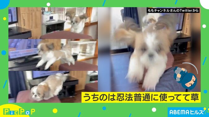 まるで忍者!? 機敏な動きをする「シーズー犬」が話題 飼い主「いつもお腹にダイブしてきます」 2枚目