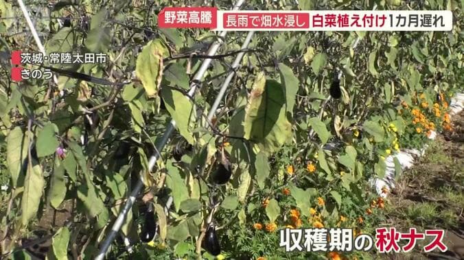 収穫期の秋ナス