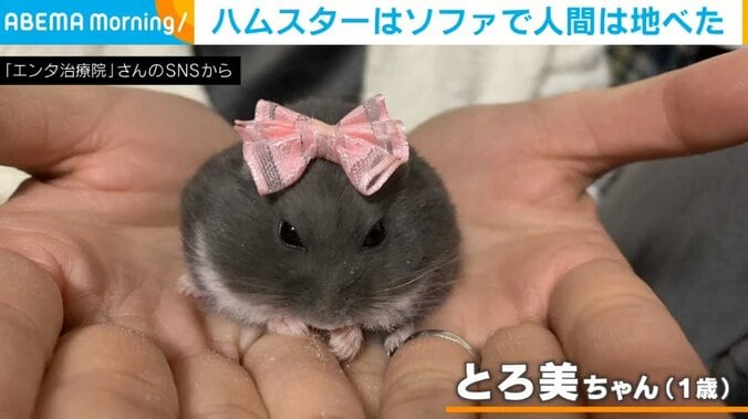 ソファを占領するハムスター！？気持ちよさそうに眠る姿に飼い主「床の硬さも忘れてしまっていた」 1枚目