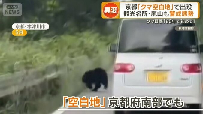 車道から茂みに走りこむクマ