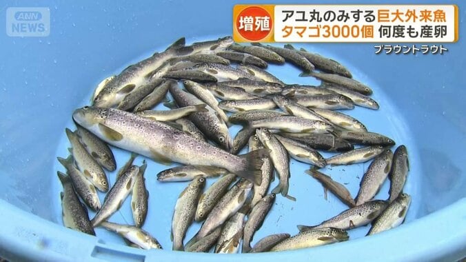 1時間の駆除で63匹を捕獲