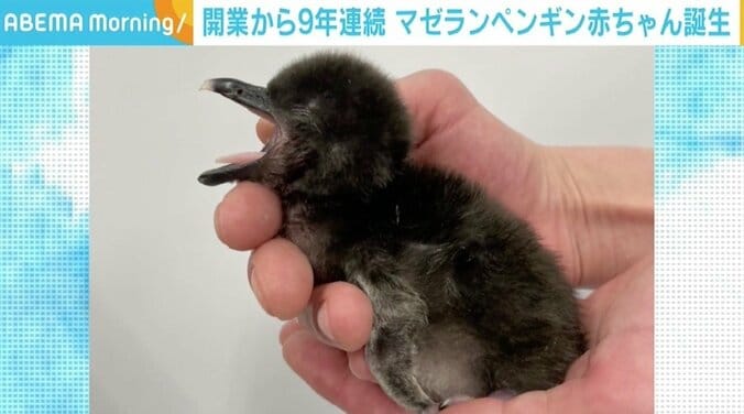 すみだ水族館開業から9年連続 「マゼランペンギン」の赤ちゃん誕生 1枚目