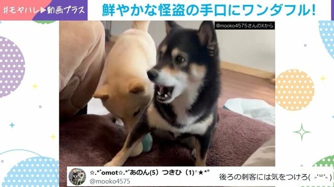 豆柴