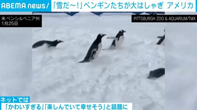 ペンギンたち