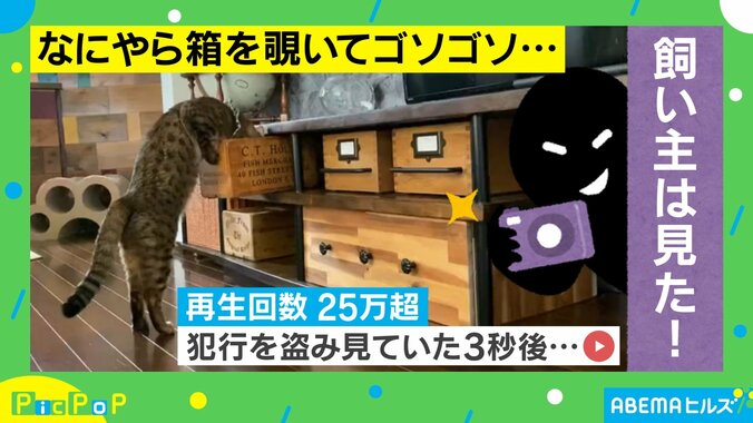 猫がイタズラして3秒後…飼い主に気づいた瞬間の“笑撃リアクション”に「可愛い泥棒」ネット民が笑顔に 1枚目