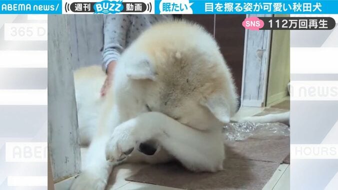 目をゴシゴシ…眠さに耐えられない… モフモフの秋田犬が反則級に可愛すぎるとネット上で話題に 「一緒に寝たいです」「ギューってハグをしたい」 1枚目