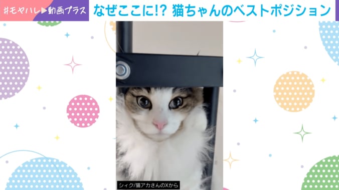 ノルウェージャンフォレストキャットのシィクくん（6歳）