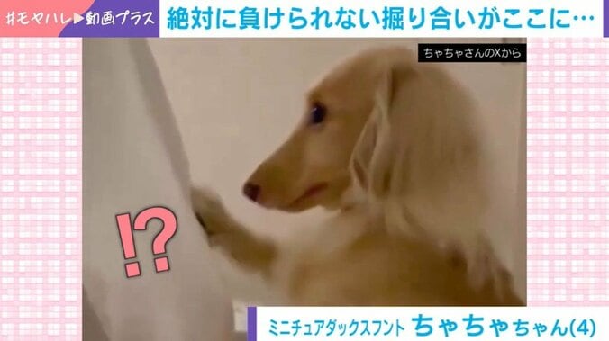 ミニチュアダックスフントのちゃちゃちゃん