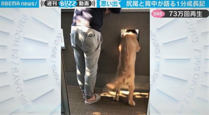 愛犬の成長を1分に凝縮…尻尾と背中で語る映像に「ほんわかして、ウルっときちゃう」 1枚目