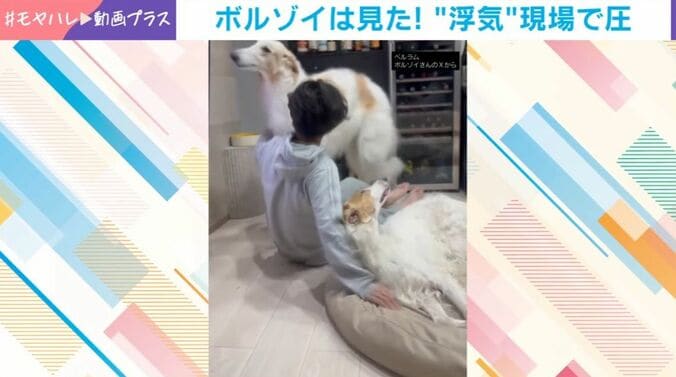 ボルゾイ