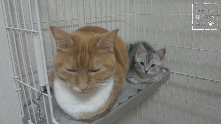 猫「お姉ちゃん遊んでー！」 マンチカン猫姉妹のほっこり日常に密着