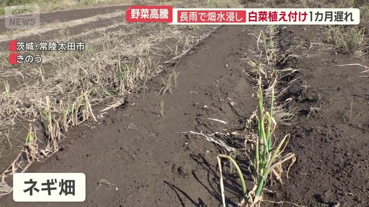 原型を残していないネギ