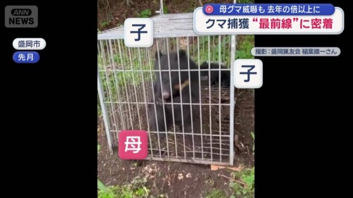 わなにかかった親子のクマ3頭