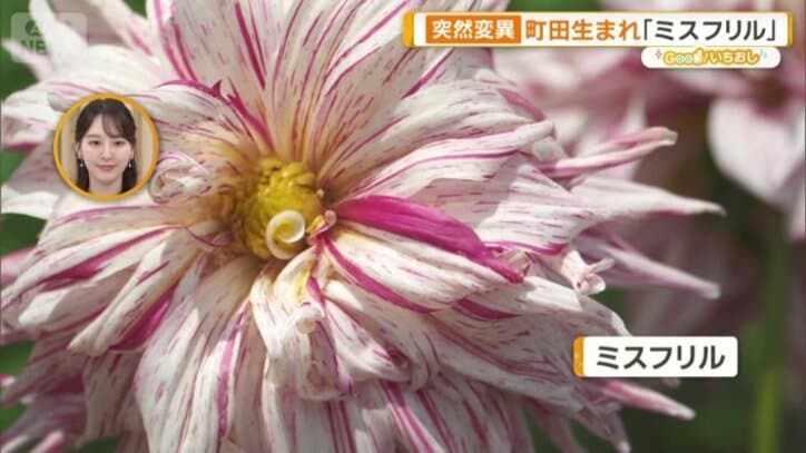 ミスフリル