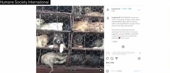 韓国では消えゆく「犬食文化」、北朝鮮では今も“夏の滋養食”? 食文化と動物愛護の境界線って