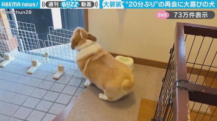 コーギーの「はな」ちゃん