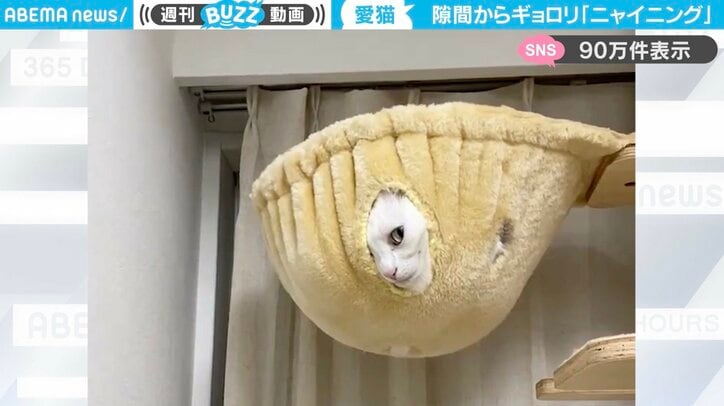 マンチカンのうにくん