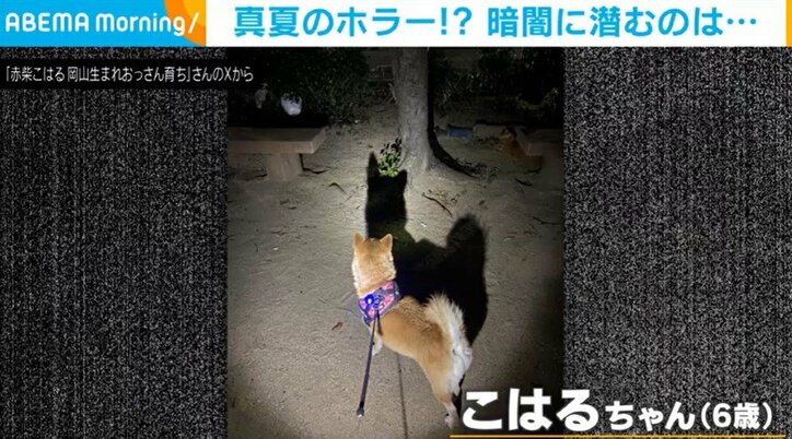 柴犬のこはるちゃん（6歳）
