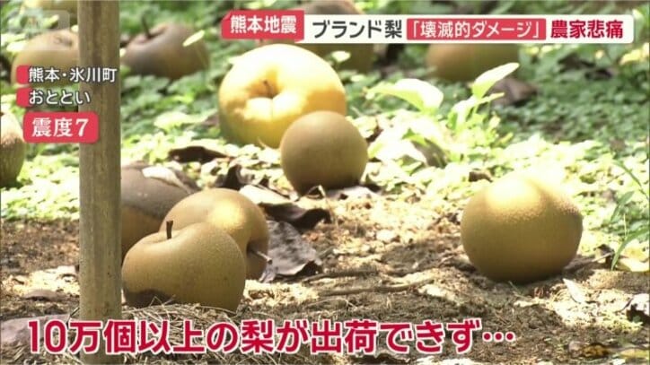 10万個以上のナシが…