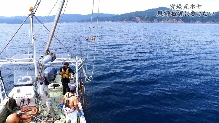 「日本産は信じられない」韓国で消えない福島第一原発事故の風評被害、それでも前を向く宮城のホヤ漁師たち