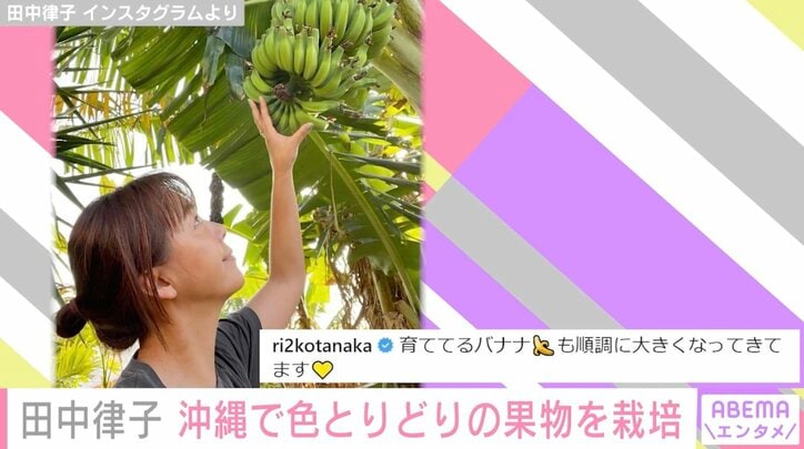 沖縄在住の田中律子、バナナやパッションフルーツなど育てている果物を紹介「裏のオジーが植えてくれて」