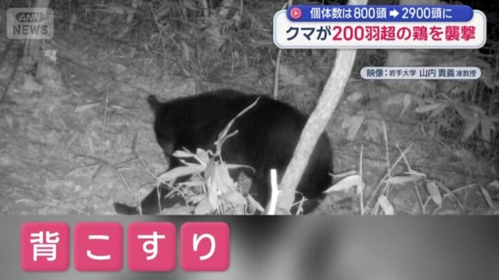 「背こすり」をする習性を生かして毛を採取