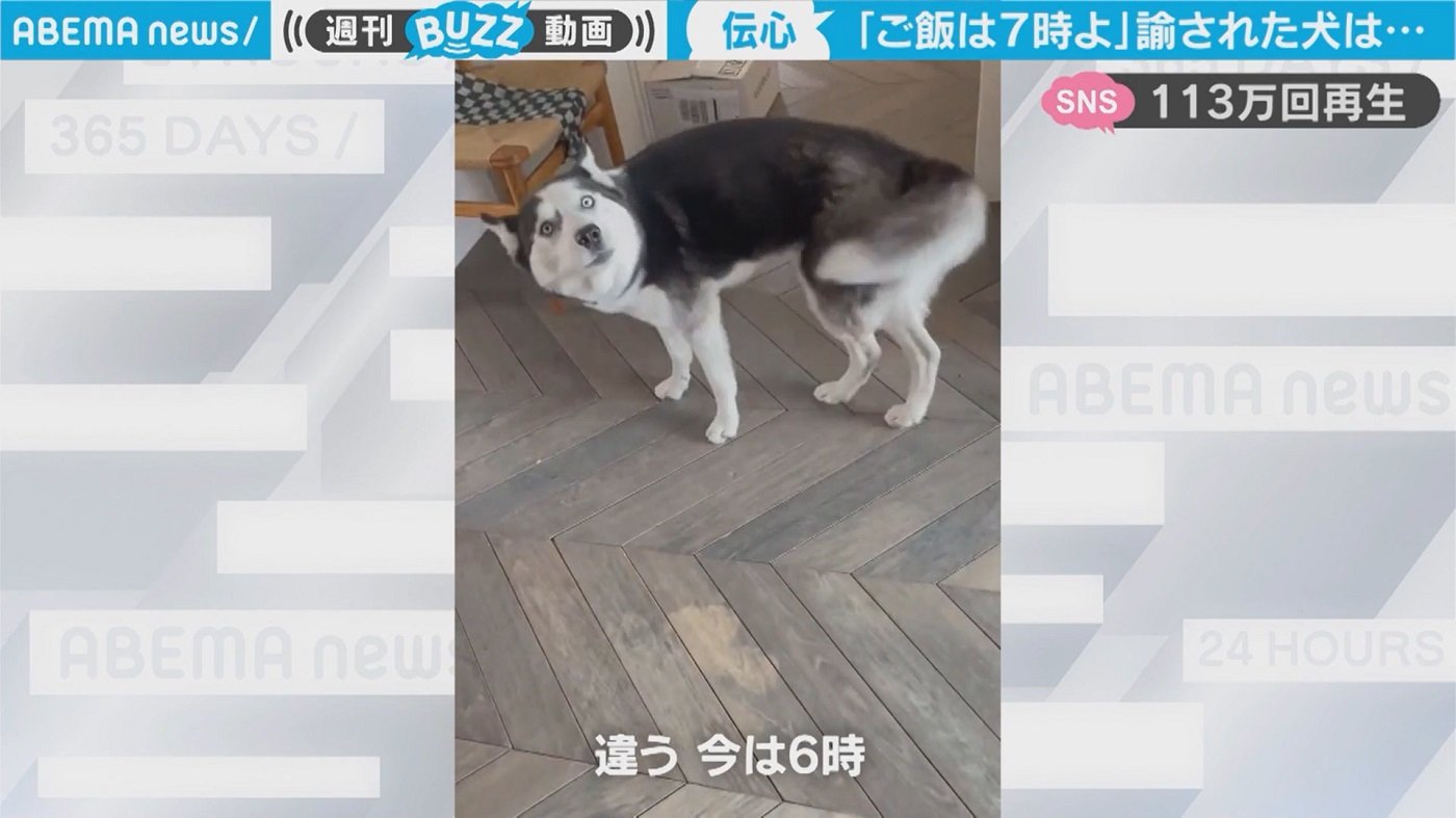 ご飯は7時よ 冷静に諭された犬が秀逸リアクション 飼い主さん思わず What S と驚き 国内 Abema Times