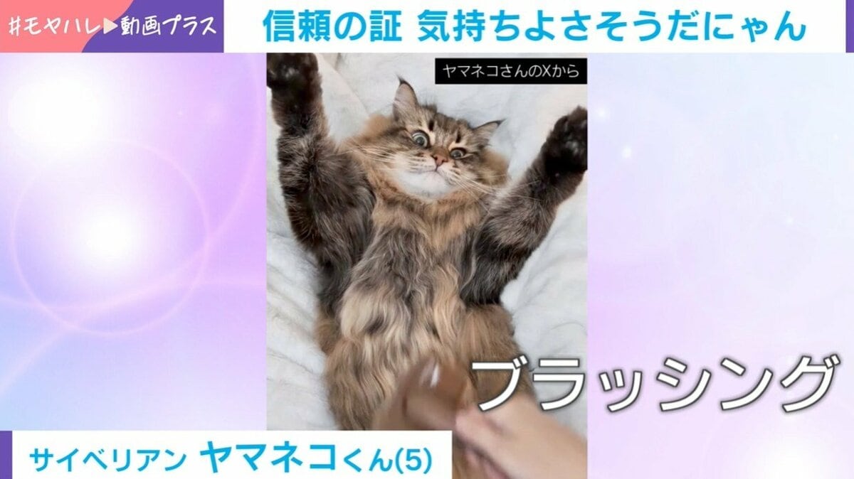 猫が仰向けでばんざ～い！ ブラッシングされるがままの「信頼を感じる