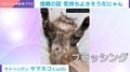 猫が仰向けでばんざ～い！ ブラッシングされるがままの「信頼を感じる」姿に癒される人続出