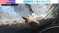 のほほんとしたカピバラの意外な一面…!?→縦横無尽に泳ぐ 1日数回だけの貴重な瞬間に「下から見るの初めて」「これは見てみたい」と反響