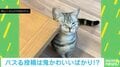 猫「かい〜の」“スリスリ”気持ちよさそうな表情に「テーブルの角になりたい」「たまらんにゃ〜」と反響