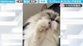 あざとすぎる…！毛づくろいに悪戦苦闘するフサフサの猫  「下手すぎてかわいい」と大反響