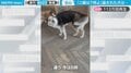 「ご飯は7時よ」冷静に諭された犬が秀逸リアクション 飼い主さん思わず「What’s！？」と驚き