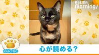 【映像】「尻尾で返事すんなー」の声に“ピクッ”と顔を上げる猫
