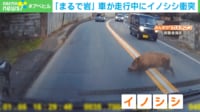 【映像】イノシシと車が衝突→イノシシ2回転の瞬間 東京・八王子市