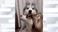 【映像】同時に舌が出ちゃうハスキー犬2匹