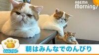 にゃんですか - 「にゃんですか」まったり編