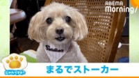 【映像】全身を使って喜びを表現する犬