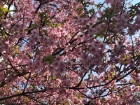 たんぽぽ白鳥久美子『桜やら』