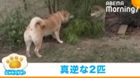 【映像】茂みの中から嫌々出てくる柴犬(クッションに隠れる姿も)