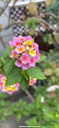 キャシー中島『お帰りなさい、勝野パパ』