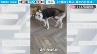 【映像】犬が見せた秀逸なリアクション